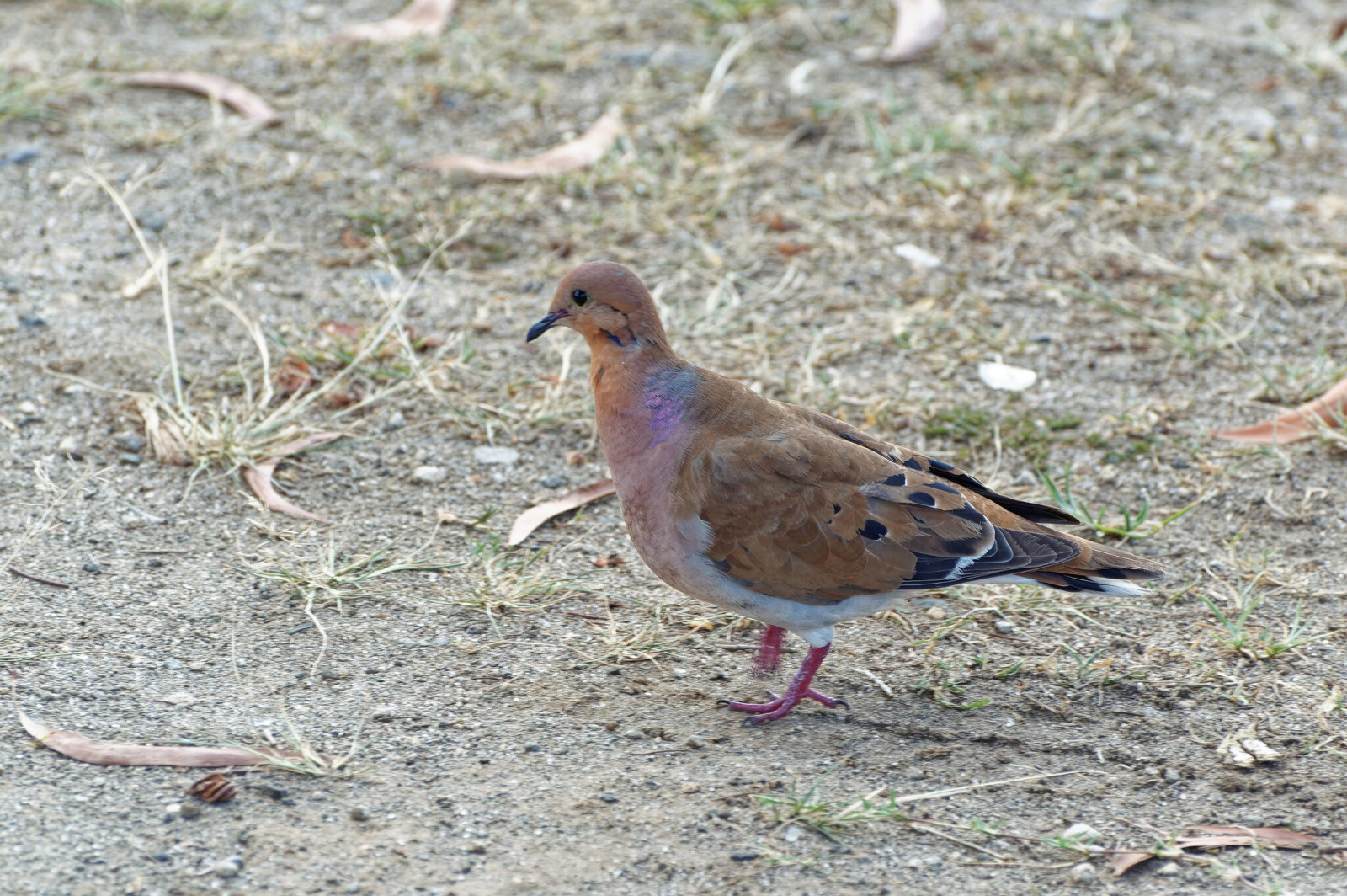 image Zenaida Dove
